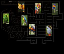 Kradie's Big ZaR RR 25 Parrots Zippo