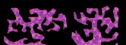 Map55