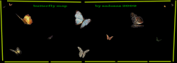 butterfly