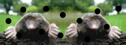 2 moles