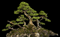 Bonsai Landscape 2 BIG
