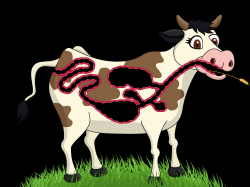 Inside a cow