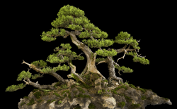 Bonsai_Landscape_2_SMALL - Drumstick(2464 x 1528)
