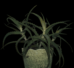 Sinot_-_Aloe