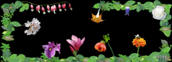 C5H4RP_NatureShoppa