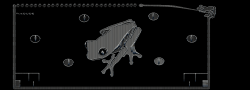 TheDudexFCx_FrogShopper