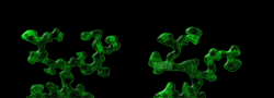 Staeker_greenrope