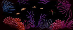 Black Reef
