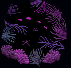 Round Reef