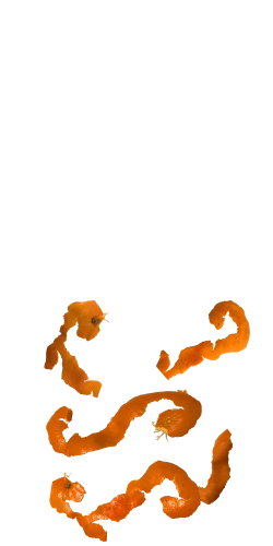 Orange Archipelago