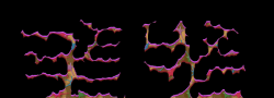 Kradie's Roper 2