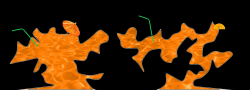 XaN & Kradie's Fresh Middle Squeezed Orange Roper