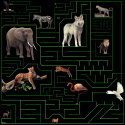 Wild Animals Race