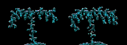 Roper map