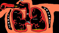 The Respiratory System