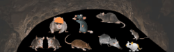 Rat Cave