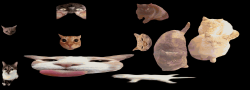 Cattoid Apocalips