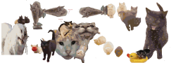 Purrsian Invasion